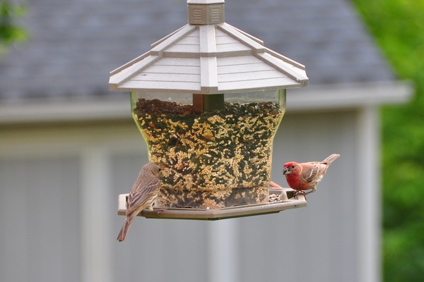 male and female housefinch