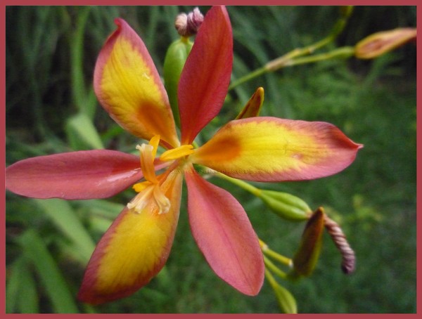 Garden Dessert: Candy Tuft Lily