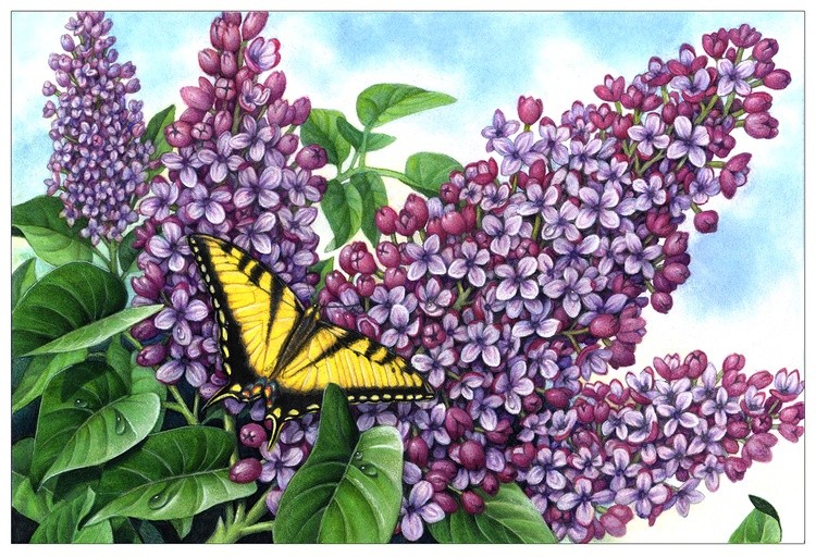 Lilacs and Swallowtail Butterfly