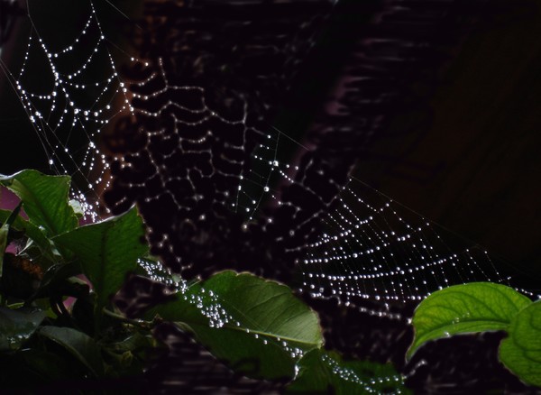Spider in Rain by Night