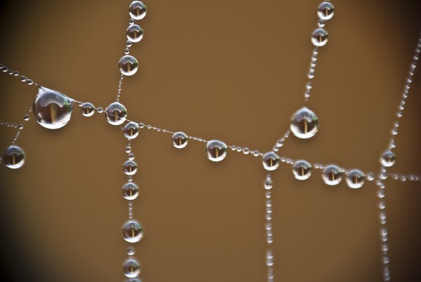 Beads of water
