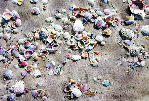 SHELL COLLECTING by JOHN
