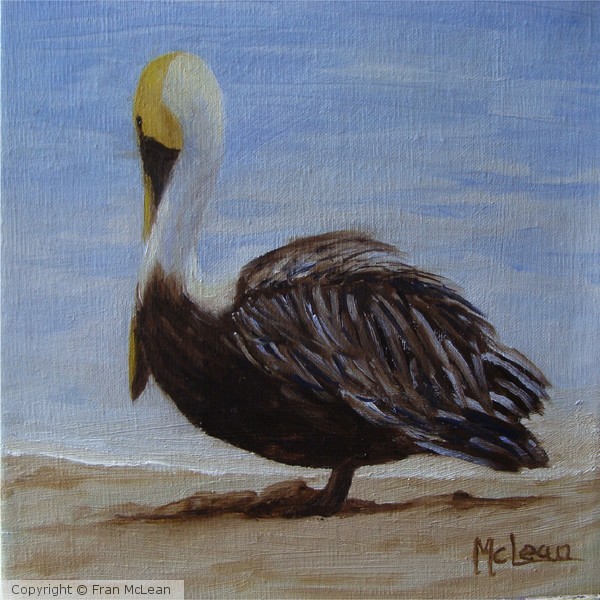 Beached Pelican