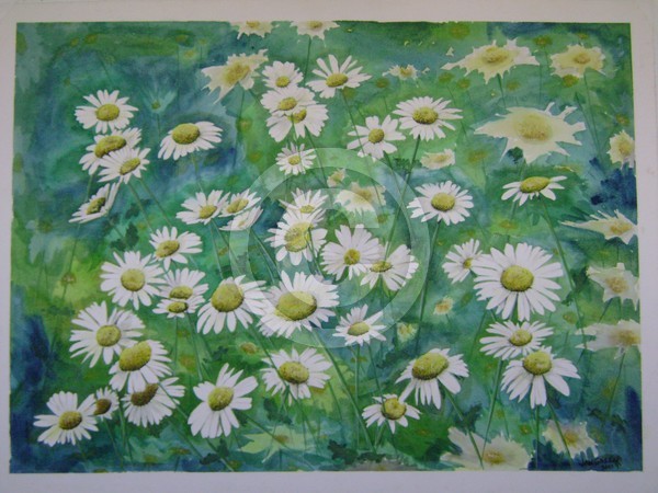 CRAZY DAISIES