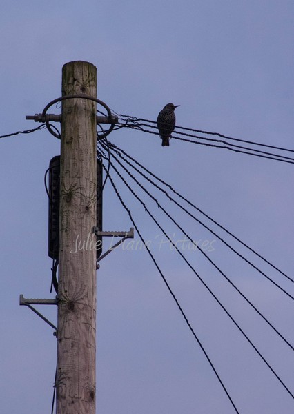 Bird on the Wire