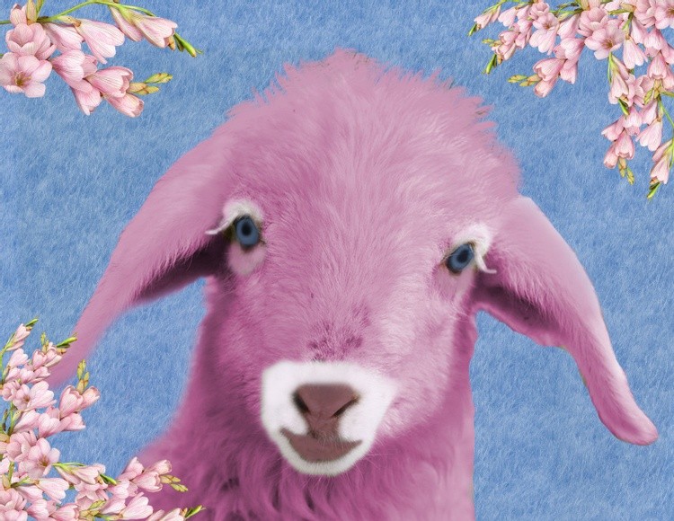 Pinky lamb.