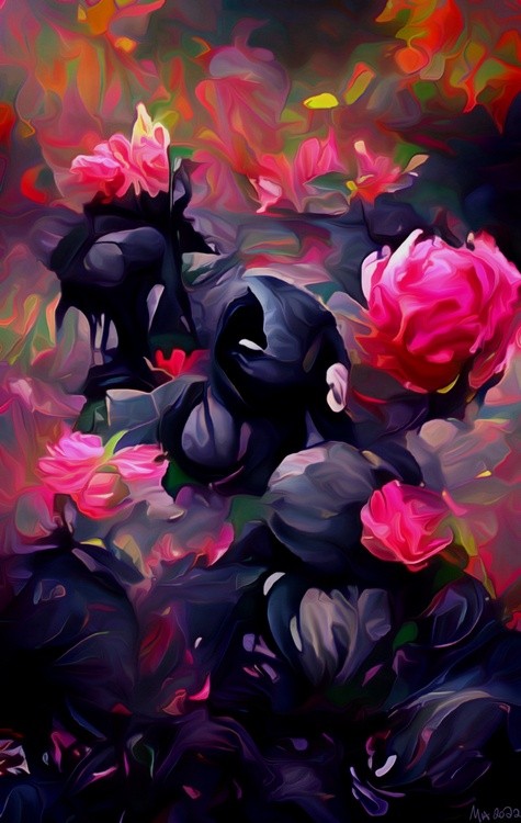 Black and Pink Roses