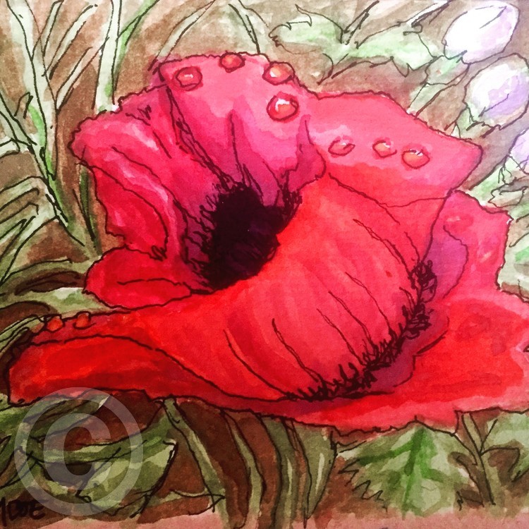 Wanetta's Poppy