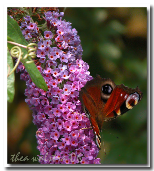 Butterflies in my garden II