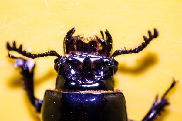 Beetle (5)