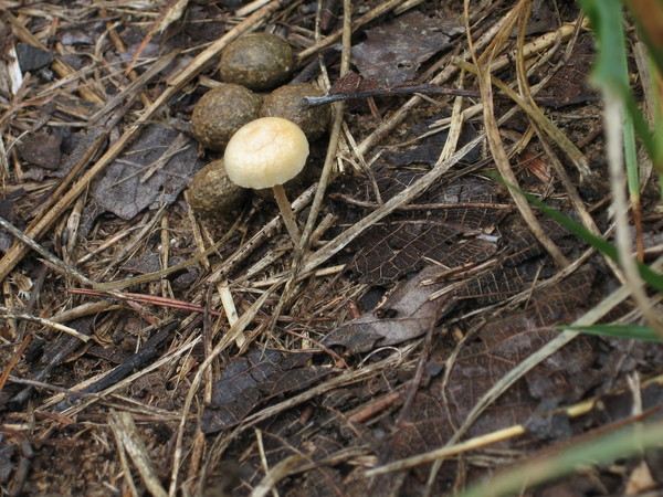 Tiny Mushroom and Rabbit Droppings