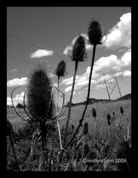 Thistles