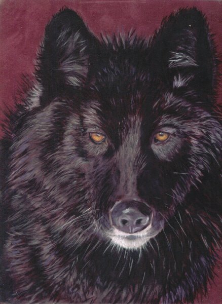 Shadow Gaze--Black Wolf
