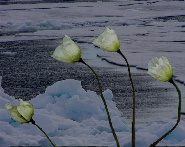 arctic  poppies  Photomontage