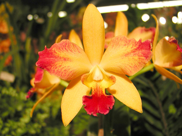 Orchid of  sunset grandeur
