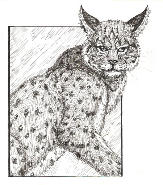 Bobcat