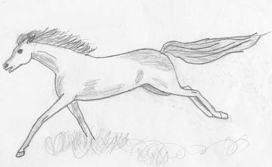 Arabian Horse Running