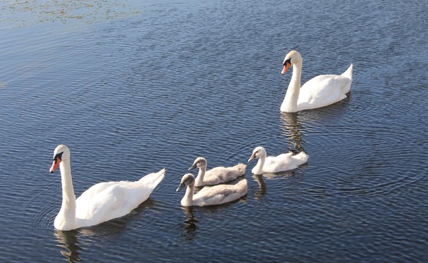 Mute swan family