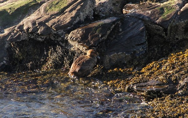Female Eider settling down on closest rock to me