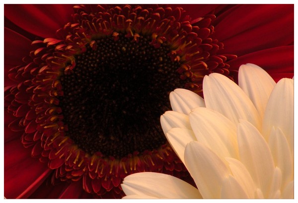 gerbera red and white card 3