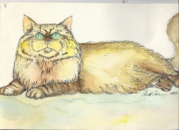 Maine coon cat pen and ink sketch
