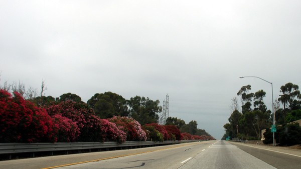 Highway flowers - Ventura, CA