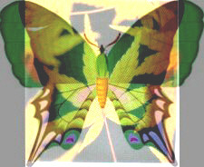 Collage Butterfly Mirage II