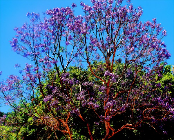 Lilac Splendor