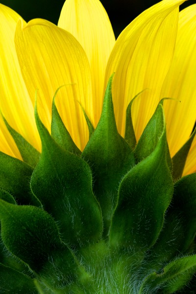 Sunflower Form
