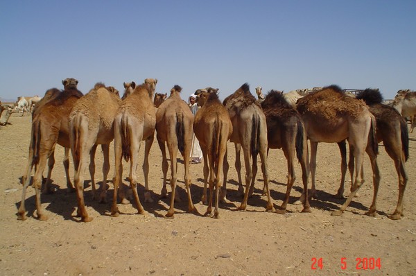 Funny Camels