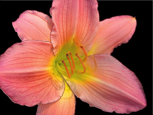 Pink Lily Enhanced Photo