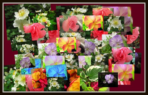 Summer Flowers Collage
