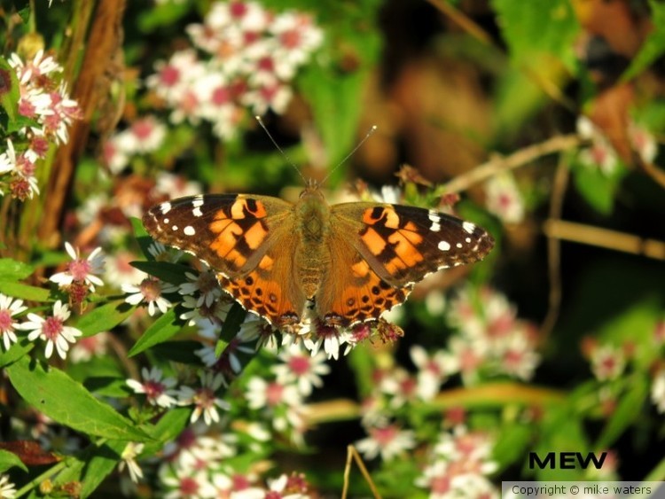 Painted lady butterfly