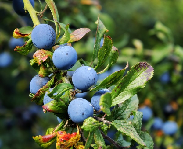 Sloe Berries