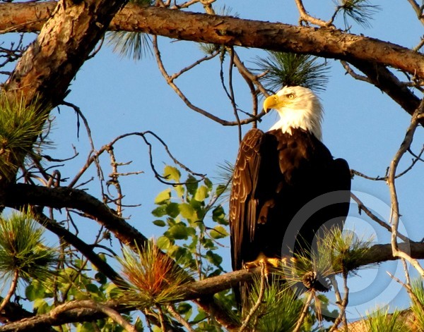 Eagle view on northern lake