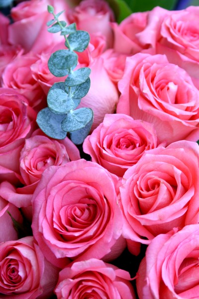 pink roses...love this pic...