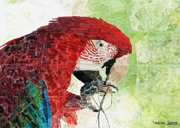 HC 003 Macaw