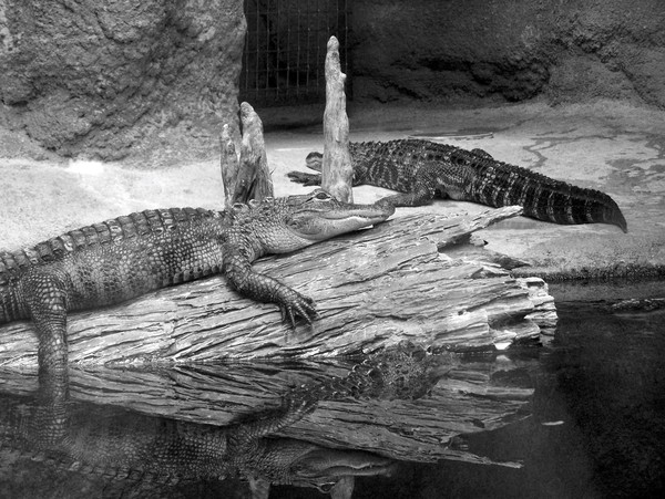 Gators Black & White