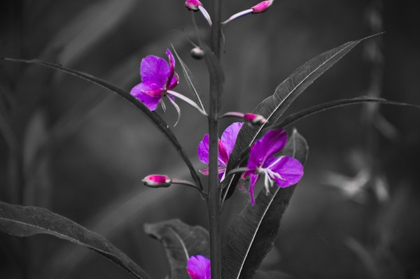 Fire Weed