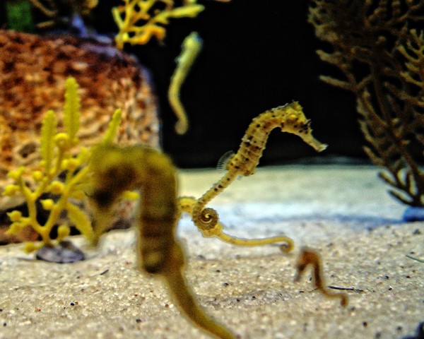 See another Sea Horse