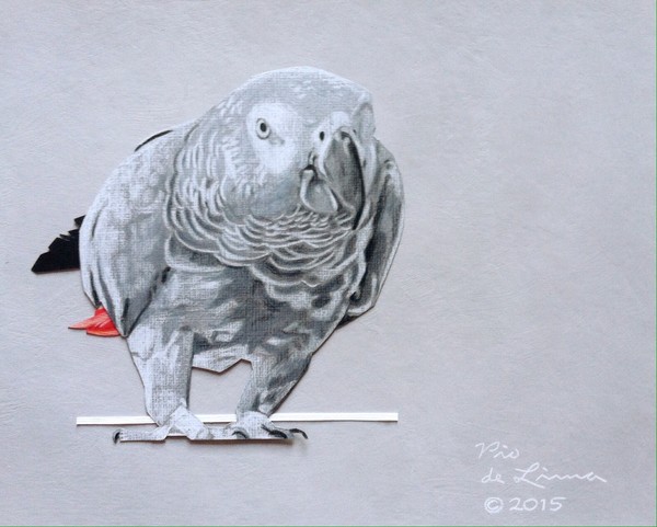 African Grey Parrot Drawing