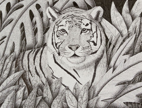 bw tiger