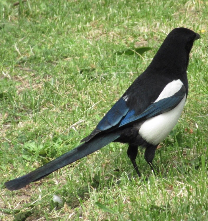 MAGPIE