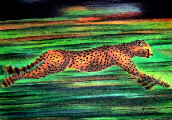 Cheetah in movement