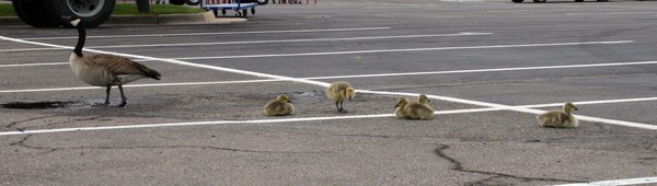 Parking Lot Ducks