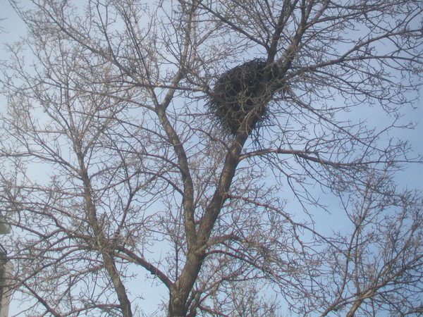 large bird nest
