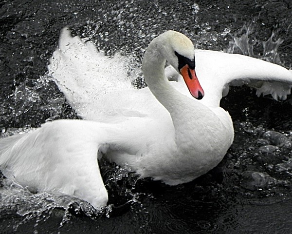 Swan sharper