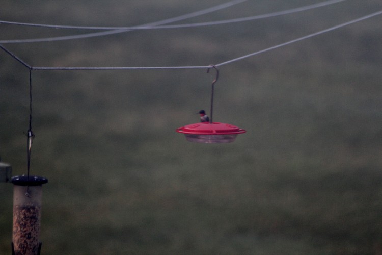 Male Hummingbird Arrives