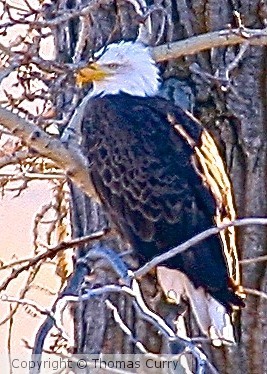 Bald Eagle