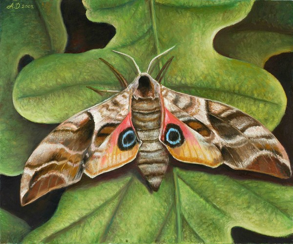 Eyed Hawkmoth